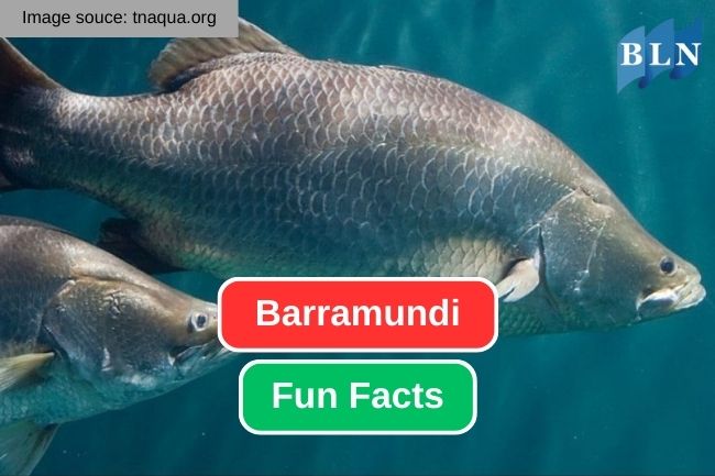 Here are 11 Fun Facts of Barramundi